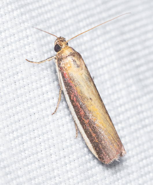 Oncocera semirubella - lucernamoly