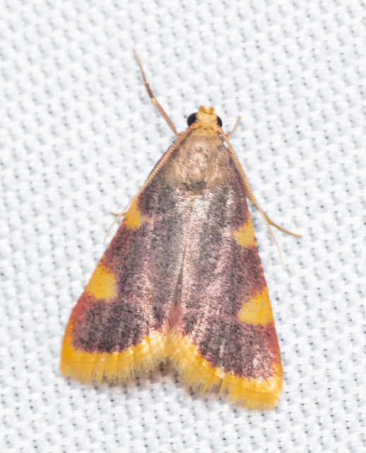 Hypsopygia costalis - szénailonca