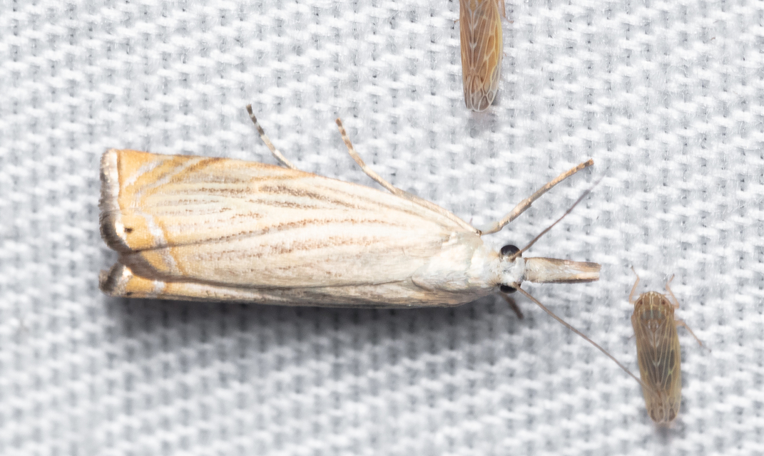 Chrysoteuchia culmella - kerti fűgyökérmoly
