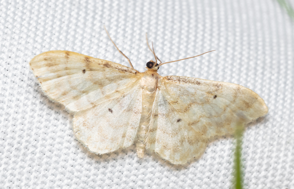 Idaea fuscovenosa - szürkeszélű apróaraszoló