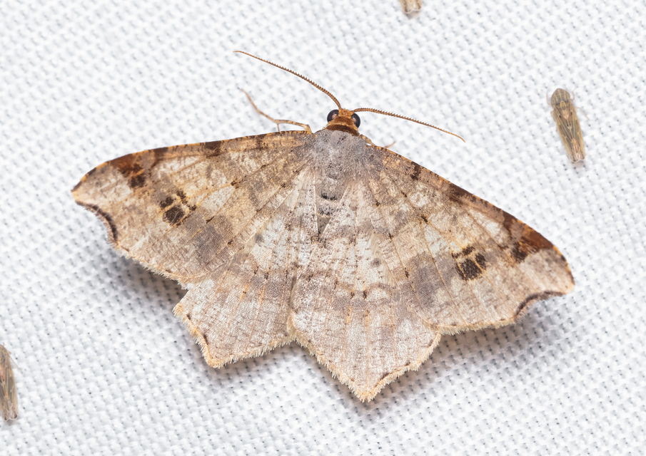Macaria alternata - közönséges szürkearaszoló