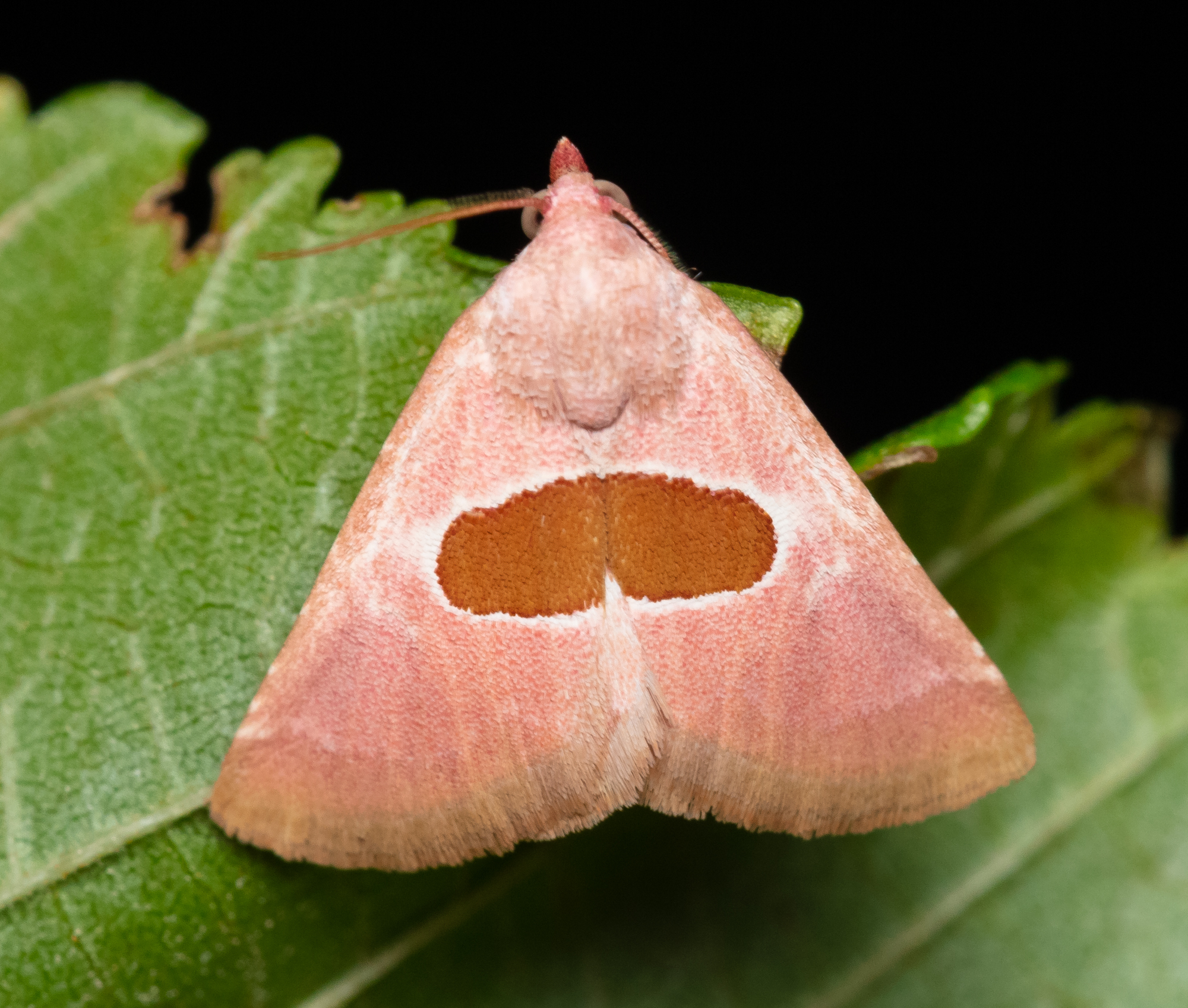 Calymma communimacula - pajzstetűfaló bagoly