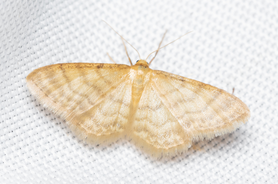 Idaea dilutaria - napvirág-apróaraszoló