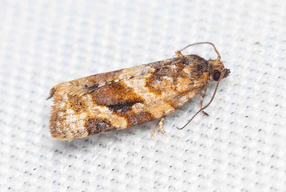 Argyrotaenia ljungiana - ékes sodrómoly