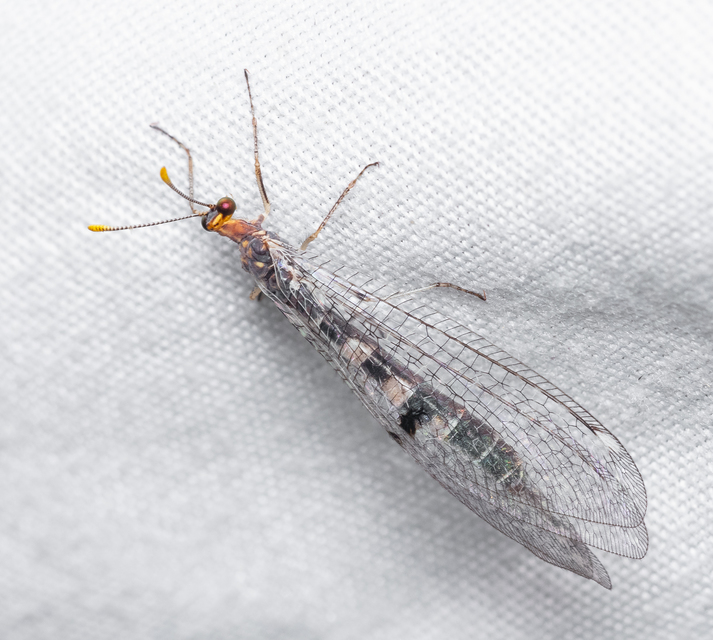 Megistopus flavicornis - kétfoltos hangyaleső