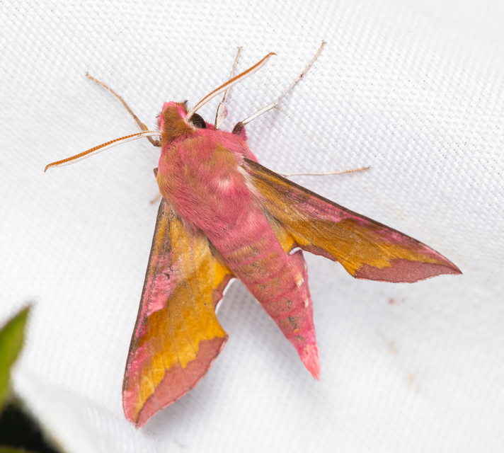 Deilephila porcellus - piros szender