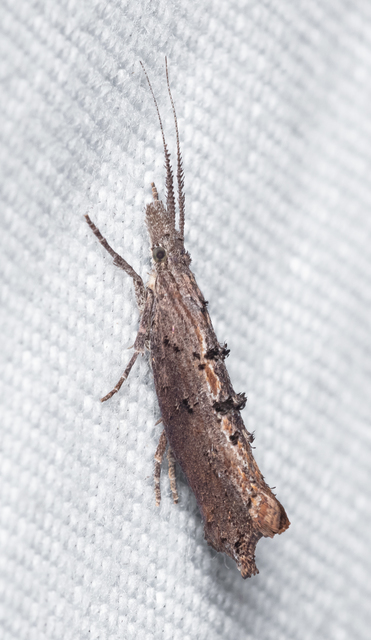 Ypsolopha horridella - kormos tarkamoly