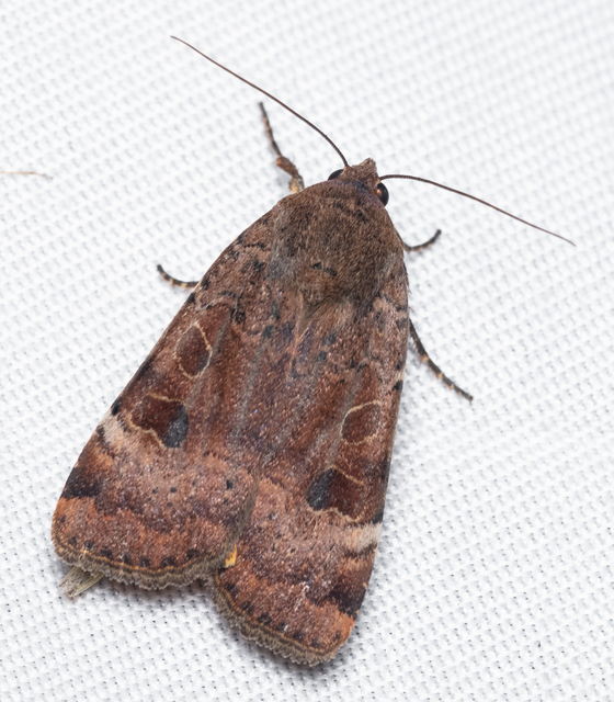 Noctua interposita - köztes sárgafűbagoly