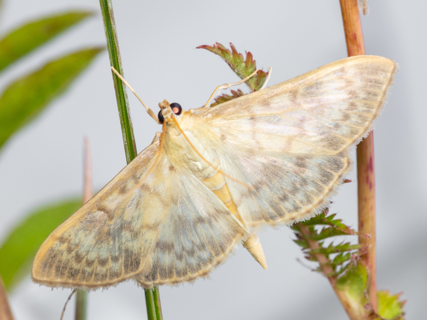 Patania ruralis - csalánevő tűzmoly