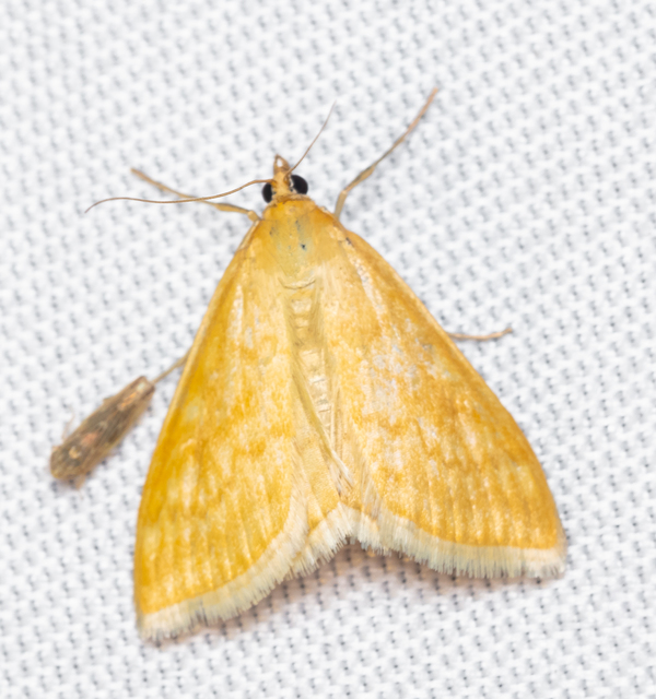 Sitochroa verticalis - világossárga dudvamoly