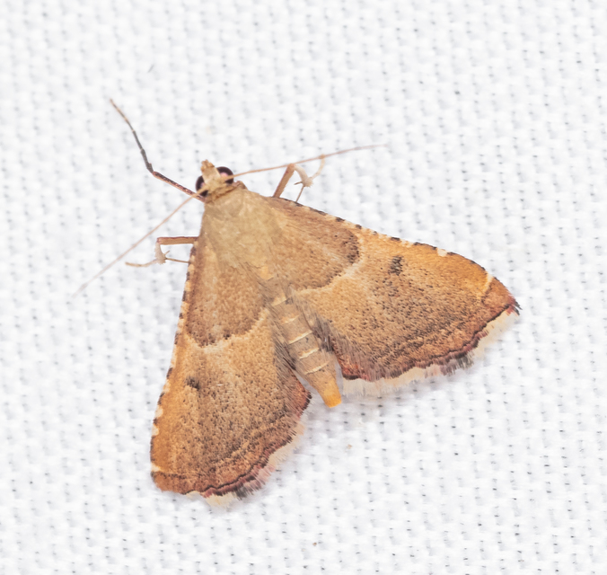 Endotricha flammealis - tüzesszárnyú fényilonca