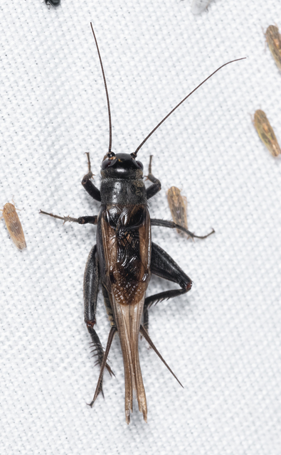 Eumodicogryllus bordigalensis - bordói tücsök