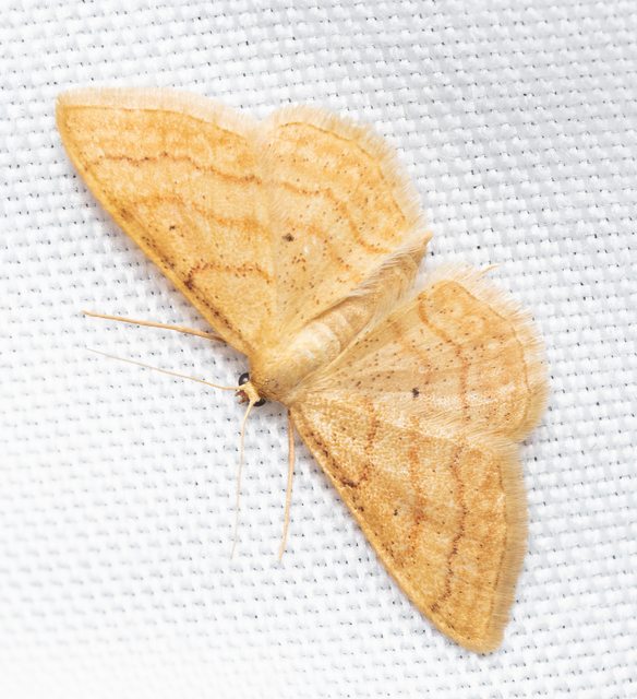 Idaea rufaria - vörhenyes sávosaraszoló