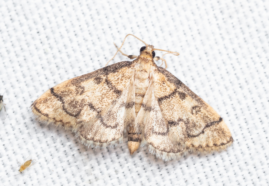 Metasia ophialis - kígyósávos tűzmoly