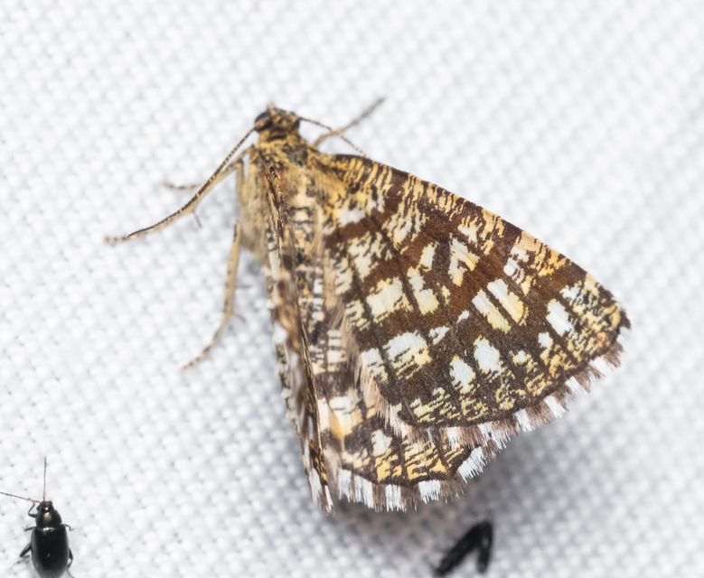 Chiasmia clathrata - rácsos rétiaraszoló
