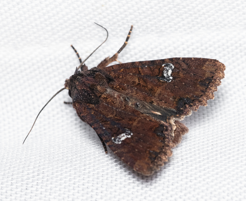 Mesapamea secalella/secalis