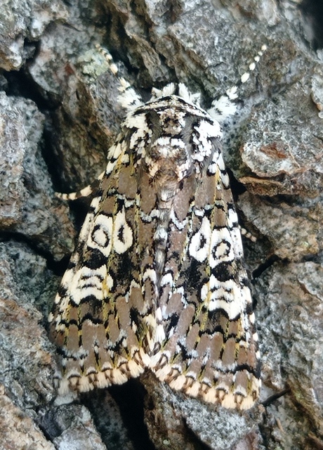 Lamprosticta culta - hármasfoltú bagoly