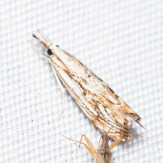 Catoptria falsella - hálós fűgyökérmoly