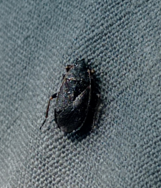 Pyrrhocoris marginatus - szegélyes bodobács