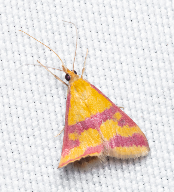 Pyrausta sanguinalis/virginalis