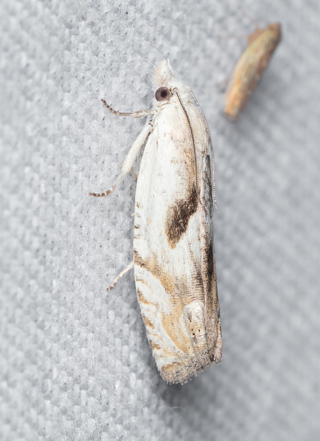 Eucosma metzneriana - ürömgyökér-tükrösmoly