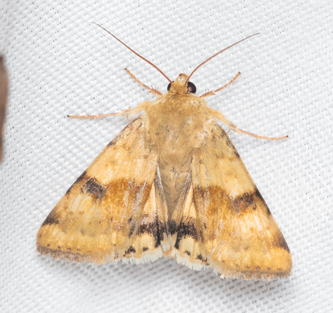 Heliothis viriplaca - mácsonyabagoly