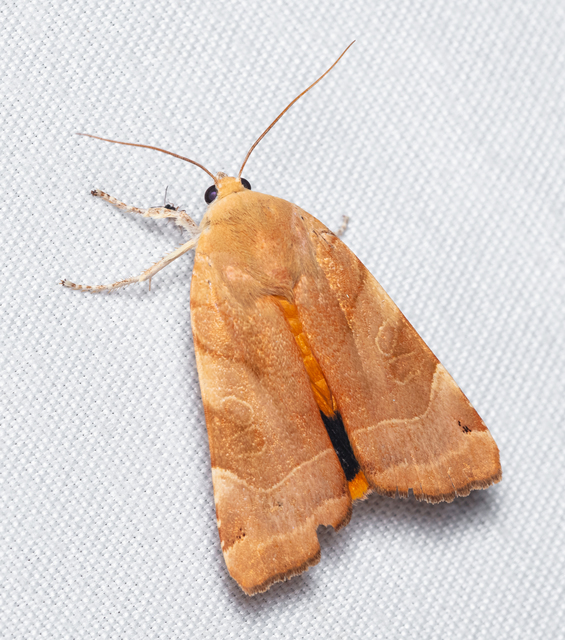 Noctua fimbriata - szélessávú sárgafűbagoly