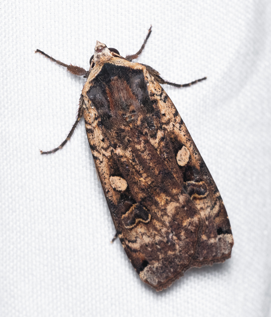 Noctua pronuba - nagy sárgafűbagoly