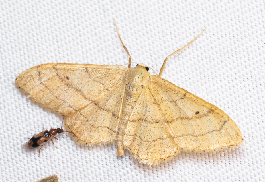 Idaea aversata - nagy sávosaraszoló