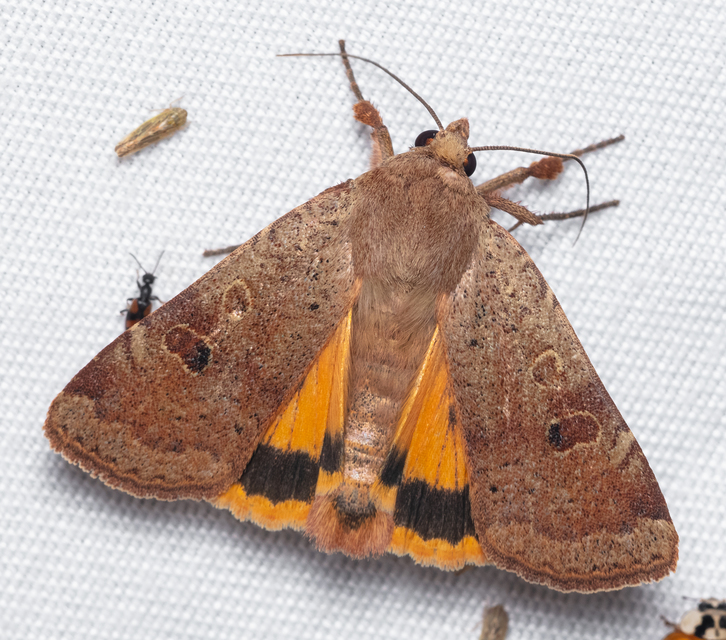 Noctua comes - kis sárgafűbagoly
