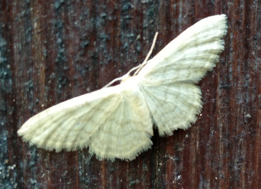 Idaea dilutaria - napvirág-apróaraszoló