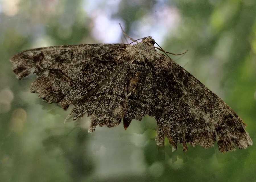 Synopsia sociaria - ürömaraszoló