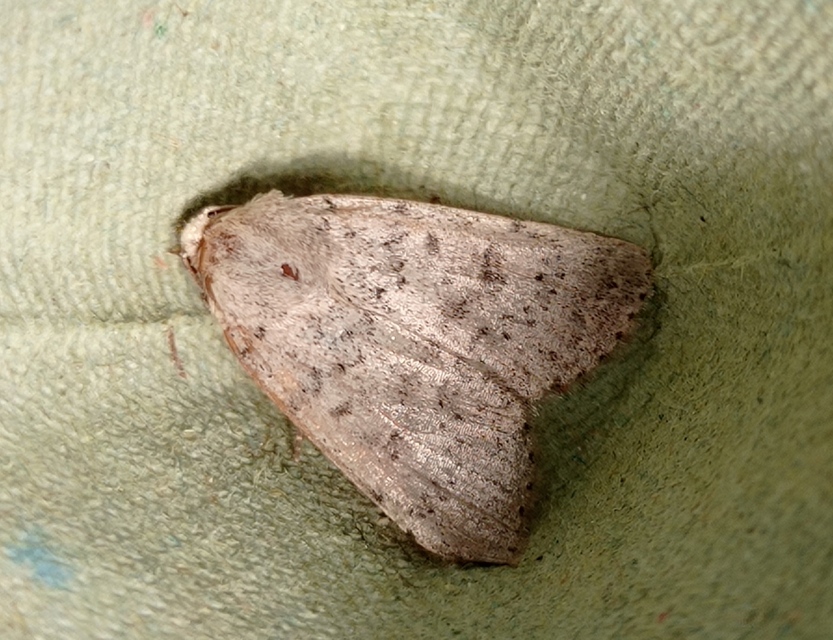 Hoplodrina respersa - bogáncs-selymesbagoly