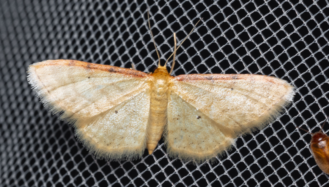 Idaea humiliata - vörösszélű apróaraszoló