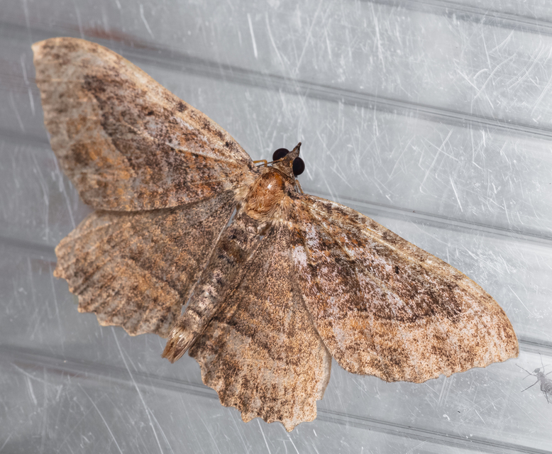 Philereme transversata - varjútövis-araszoló