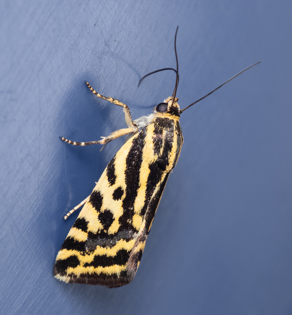 Emmelia trabealis - zebrabagoly