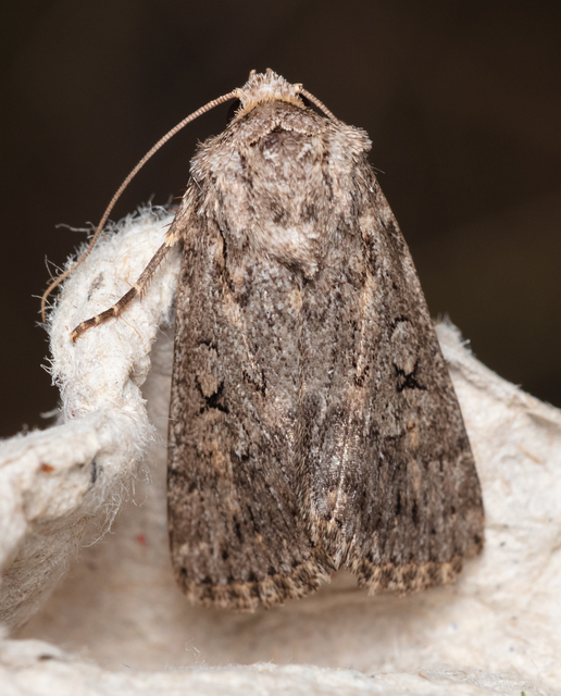 Dichagyris forcipula - szürkésbarna földibagoly