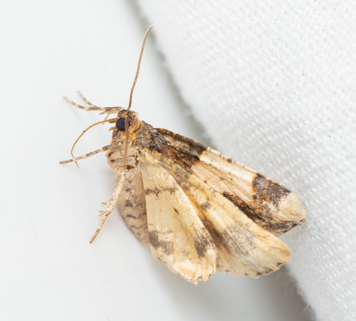 Ligdia adustata - barna levélaraszoló