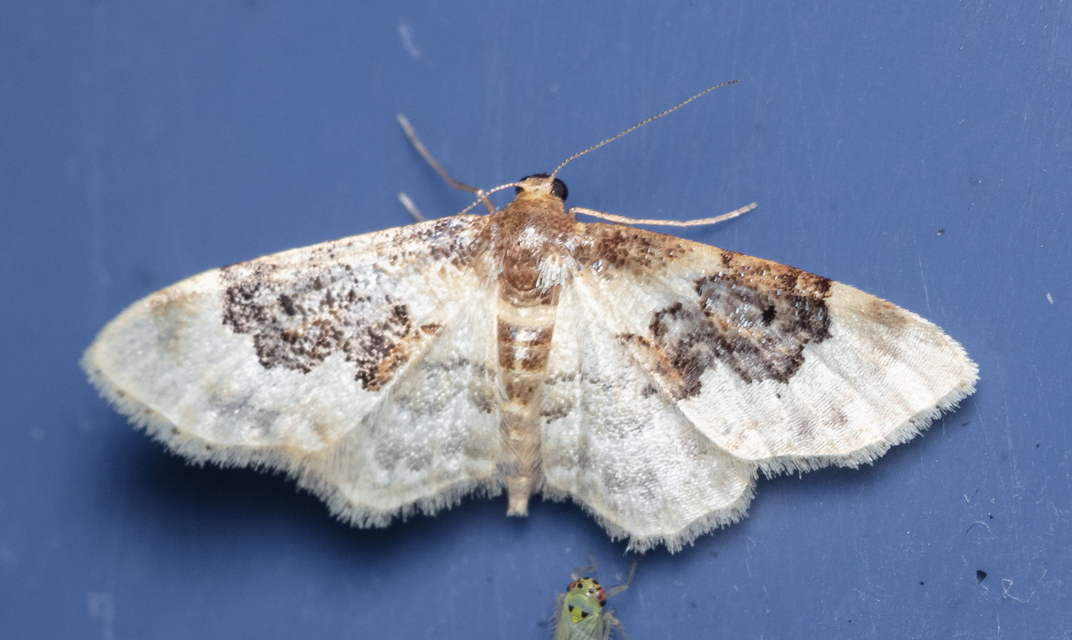 Idaea rusticata - tarka apróaraszoló