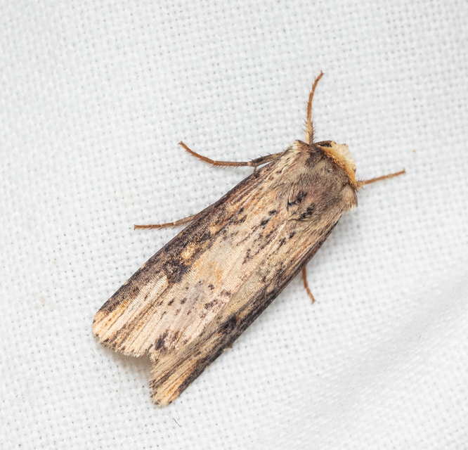 Axylia putris - vonalkás földibagoly