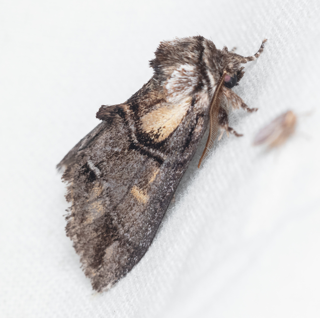Drymonia velitaris - hegyi púposszövő