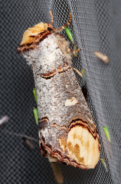 Phalera bucephala - sárgafoltos púposszövő