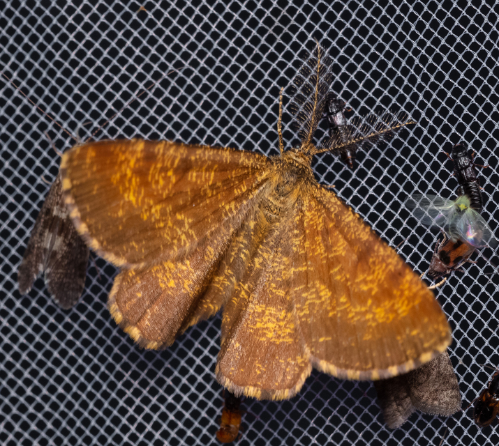 Ematurga atomaria - barna rétiaraszoló