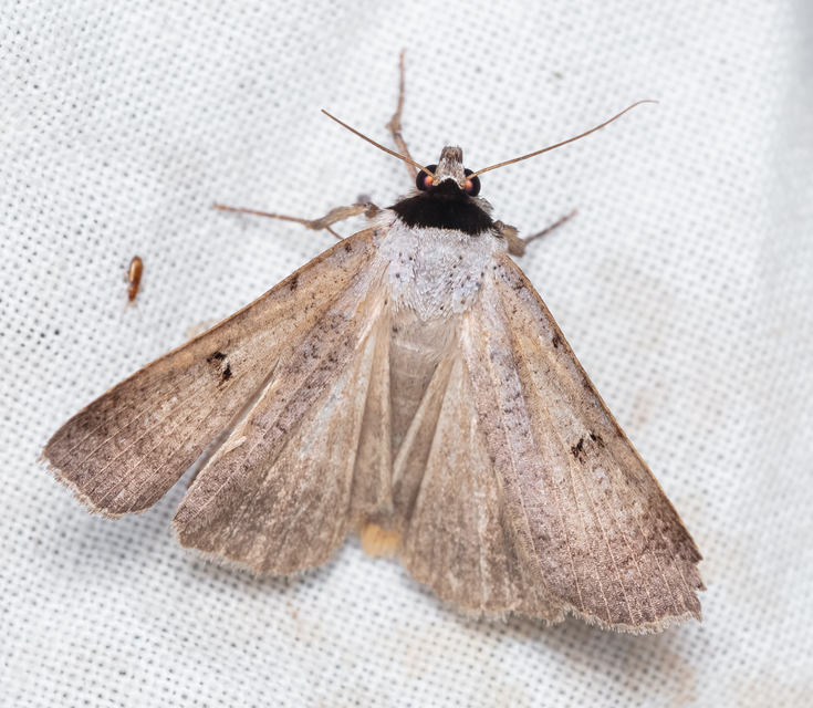 Lygephila craccae - gyakori csüdfűbagoly