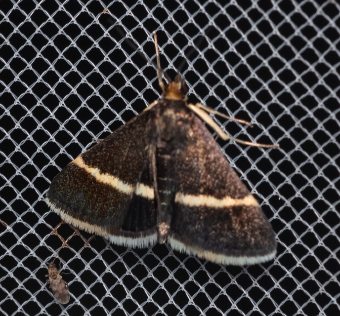 Pyrausta cingulata/rectefascialis
