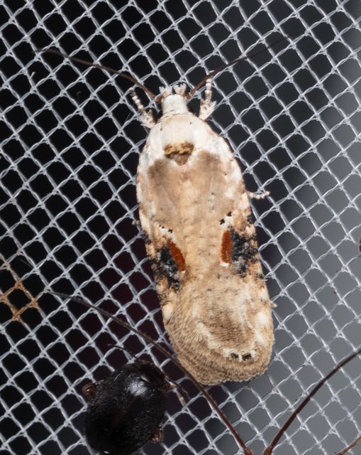 Agonopterix alstromeriana - bürök-laposmoly