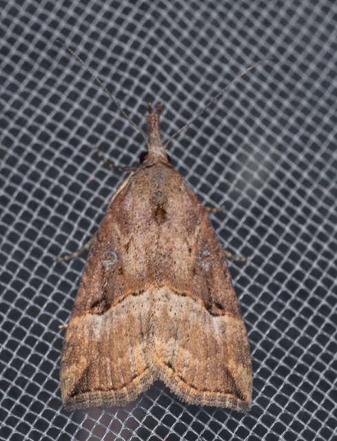 Hypena rostralis - közönséges karcsúbagoly