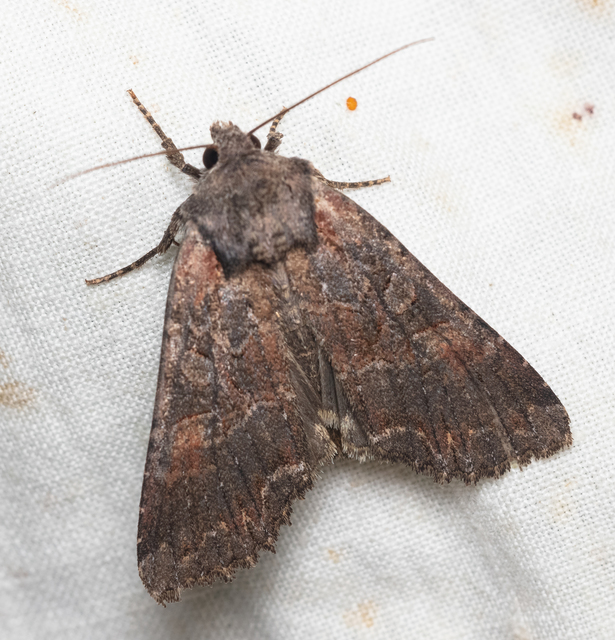 Lacanobia amurensis - homoki kertibagoly