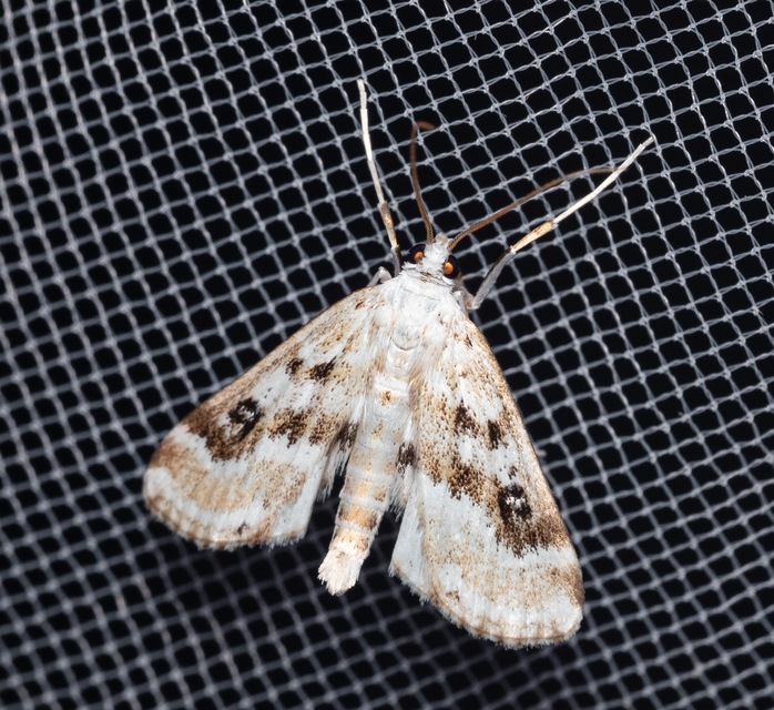 Parapoynx stratiotata - közönséges vízimoly