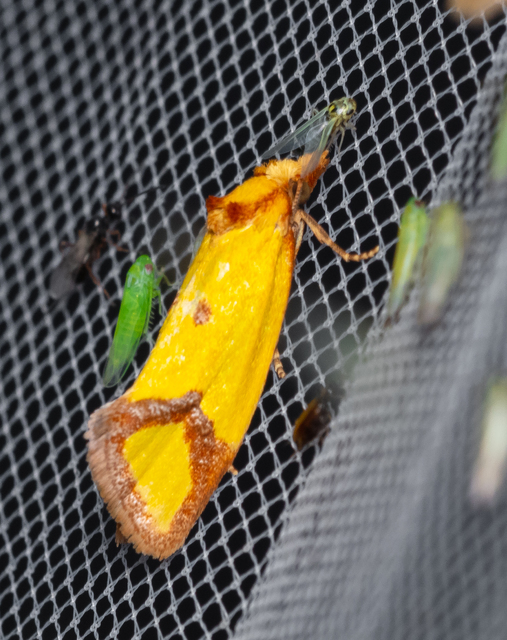 Agapeta zoegana - barnacsíkos sárgamoly